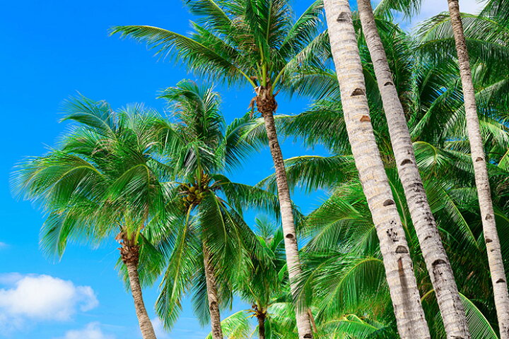 楽天市場 オーダー壁紙 壁紙 ヤシの木 海 写真 おしゃれ 南国風 ハワイアン ビーチ リゾート 海岸 貼りやすい 防カビ 日本製 国産 リメイク 模様替え 店舗 天井 部屋 寝室 キッチン リビング トイレ 風景 景色 ブルー かべがみはるこ そらのした かべがみはる