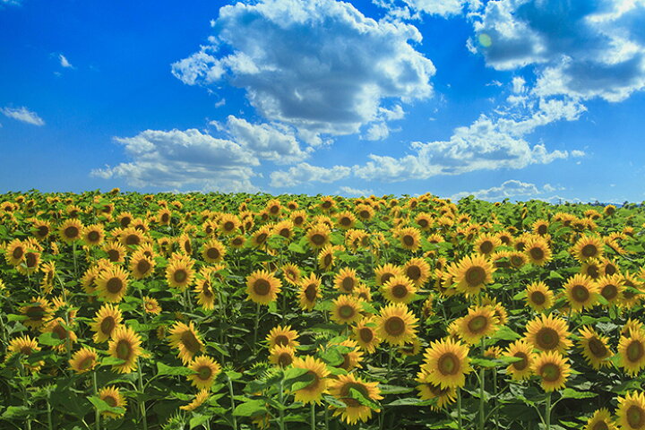 楽天市場 オーダー壁紙 壁紙 写真 花 植物 おしゃれ ひまわり 空 雲 夏 ボタニカル 貼りやすい 自然 防カビ 日本製 国産 リメイク 模様替え 店 天井 部屋 寝室 キッチン リビング トイレ 風景 景色 かべがみはるこ そらのした かべがみはるこの壁紙工場 楽天市場 オーダー壁紙 壁紙 写真 花 植物 おしゃれ ひまわり 空 雲 夏 ボタニカル 貼りやすい 自然 防カビ 日本製 国産 リメイク 模様替え 店 天井 部屋 寝室 キッチン リビング トイレ 風景 景色 かべがみはるこ そらのした かべがみはるこの壁紙工場