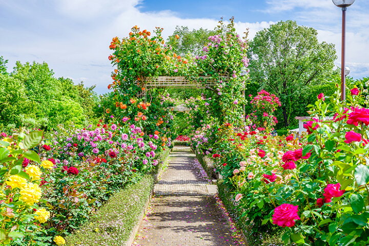 楽天市場 オーダー壁紙 壁紙 写真 花 植物 バラ ガーデン おしゃれ ボタニカル 貼りやすい 自然 防カビ 日本製 国産 リメイク 模様替え 店 天井 部屋 寝室 キッチン リビング トイレ 風景 景色 かべがみはるこ そらのした かべがみはるこの壁紙工場