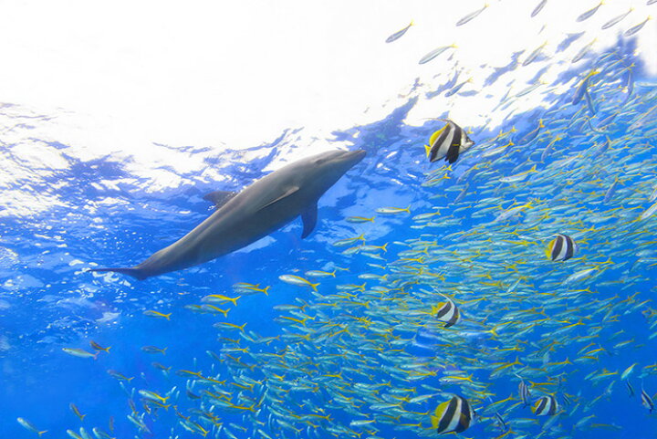 楽天市場 オーダー壁紙 壁紙 海の中 水中 ダイビング イルカ 熱帯魚 海豚 写真 おしゃれ 自然 幻想的 貼りやすい デザイン 防カビ 日本製 国産 リメイク 模様替え 店舗 天井 部屋 寝室 キッチン リビング トイレ 風景 景色 ブルー かべがみはるこ そらのした 楽天市場 オーダー壁紙 壁紙 海の中 水中 ダイビング イルカ 熱帯魚 海豚 写真 おしゃれ 自然 幻想的 貼りやすい デザイン 防カビ 日本製 国産 リメイク 模様替え 店舗 天井 部屋 寝室 キッチン リビング トイレ 風景 景色 ブルー かべがみはるこ そらのした