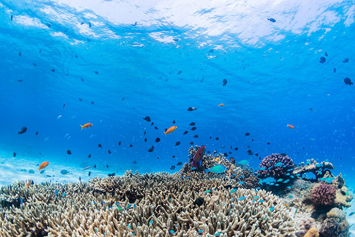 楽天市場 オーダー壁紙 壁紙 海の中 水中 ダイビング サンゴ 熱帯魚 サンゴ礁 写真 おしゃれ 自然 幻想的 貼りやすい デザイン 防カビ 日本製 国産 リメイク 模様替え 店舗 天井 部屋 寝室 キッチン リビング トイレ 風景 景色 ブルー かべがみはるこ そらのした