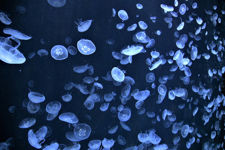 楽天市場 オーダー壁紙 壁紙 海の中 水中 ダイビング クラゲ 海月 写真 おしゃれ 自然 幻想的 貼りやすい デザイン 防カビ 日本製 国産 リメイク 模様替え 店舗 天井 部屋 寝室 キッチン リビング トイレ 風景 景色 ブルー かべがみはるこ そらのした かべがみは