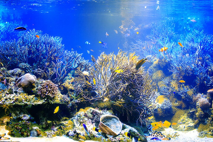 楽天市場 オーダー壁紙 壁紙 海の中 水中 ダイビング サンゴ 熱帯魚 サンゴ礁 写真 おしゃれ 自然 幻想的 貼りやすい デザイン 防カビ 日本製 国産 リメイク 模様替え 店舗 天井 部屋 寝室 キッチン リビング トイレ 風景 景色 ブルー かべがみはるこ そらのした