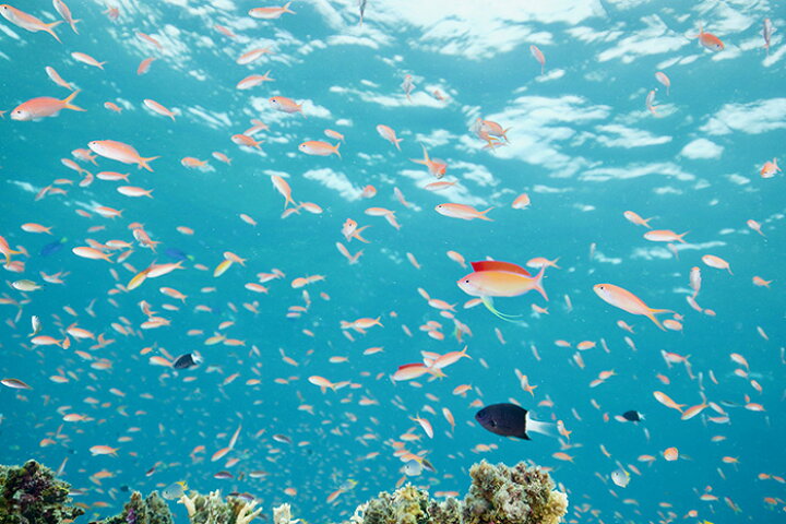 楽天市場 オーダー壁紙 壁紙 海の中 水中 ダイビング サンゴ 熱帯魚 サンゴ礁 写真 おしゃれ 自然 幻想的 貼りやすい デザイン 防カビ 日本製 国産 リメイク 模様替え 店舗 天井 部屋 寝室 キッチン リビング トイレ 風景 景色 ブルー かべがみはるこ そらのした