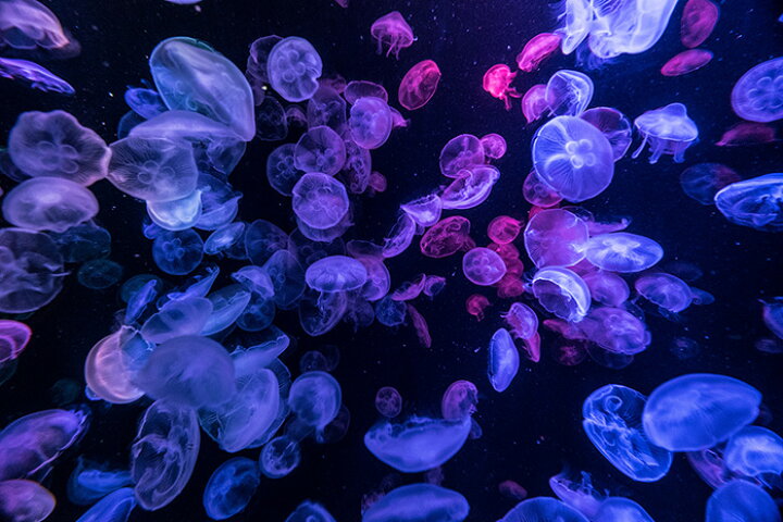 楽天市場 オーダー壁紙 壁紙 海の中 水中 ダイビング クラゲ 海月 写真 おしゃれ 自然 幻想的 貼りやすい デザイン 防カビ 日本製 国産 リメイク 模様替え 店舗 天井 部屋 寝室 キッチン リビング トイレ 風景 景色 ブルー かべがみはるこ そらのした かべがみは