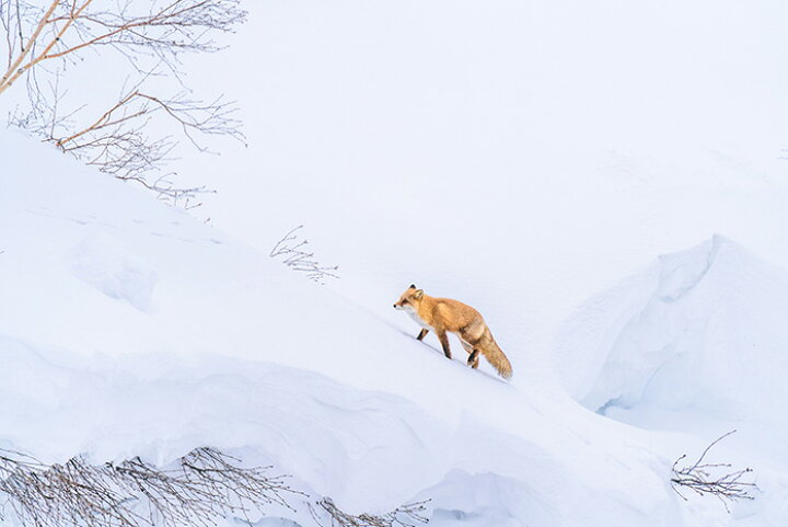 楽天市場 オーダー壁紙 壁紙 動物 キツネ 写真 おしゃれ 貼りやすい デザイン 国産 日本製 リメイク 模様替え 店 天井 部屋 寝室 キッチン リビング トイレ 風景 景色 かべがみはるこ そらのした かべがみはるこの壁紙工場