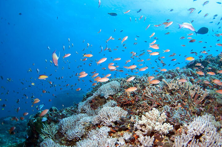 楽天市場 オーダー壁紙 壁紙 海の中 水中 ダイビング サンゴ 熱帯魚 サンゴ礁 写真 おしゃれ 自然 幻想的 貼りやすい デザイン 防カビ 日本製 国産 リメイク 模様替え 店舗 天井 部屋 寝室 キッチン リビング トイレ 風景 景色 ブルー かべがみはるこ そらのした 楽天市場 オーダー壁紙 壁紙 海の中 水中 ダイビング サンゴ 熱帯魚 サンゴ礁 写真 おしゃれ 自然 幻想的 貼りやすい デザイン 防カビ 日本製 国産 リメイク 模様替え 店舗 天井 部屋 寝室 キッチン リビング トイレ 風景 景色 ブルー かべがみはるこ そらのした