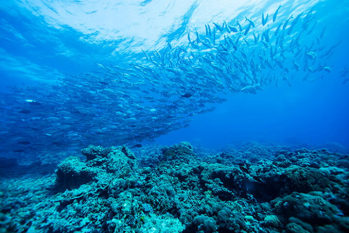 楽天市場 オーダー壁紙 壁紙 海の中 水中 ダイビング サンゴ 熱帯魚 サンゴ礁 写真 おしゃれ 自然 幻想的 貼りやすい デザイン 防カビ 日本製 国産 リメイク 模様替え 店舗 天井 部屋 寝室 キッチン リビング トイレ 風景 景色 ブルー かべがみはるこ そらのした