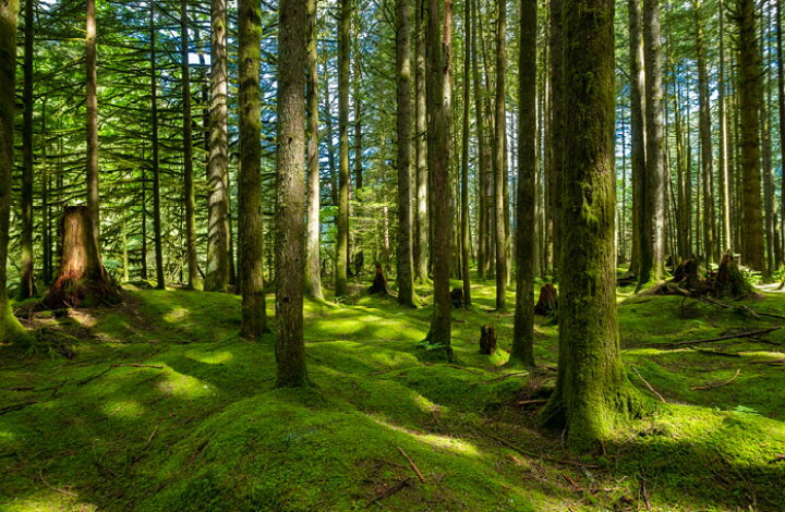楽天市場 オーダー壁紙 壁紙 森林 写真 おしゃれ 自然 爽やか 癒し 貼りやすい デザイン 防カビ 日本製 国産 リメイク 模様替え ホテル オフィス クリニック 部屋 寝室 キッチン リビング トイレ 風景 景色 グリーン かべがみはるこ そらのした かべがみはるこの