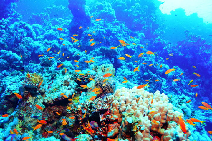 楽天市場 オーダー壁紙 壁紙 海の中 水中 ダイビング サンゴ 熱帯魚 サンゴ礁 写真 おしゃれ 自然 幻想的 貼りやすい デザイン 防カビ 日本製 国産 リメイク 模様替え 店舗 天井 部屋 寝室 キッチン リビング トイレ 風景 景色 ブルー かべがみはるこ そらのした