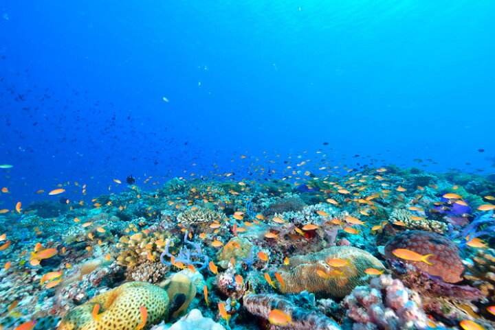 楽天市場 オーダー壁紙 壁紙 海の中 水中 ダイビング サンゴ 熱帯魚 サンゴ礁 写真 おしゃれ 自然 幻想的 貼りやすい デザイン 防カビ 日本製 国産 リメイク 模様替え 店舗 天井 部屋 寝室 キッチン リビング トイレ 風景 景色 ブルー かべがみはるこ そらのした