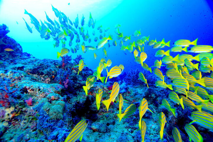 楽天市場 オーダー壁紙 壁紙 海の中 水中 ダイビング サンゴ 熱帯魚 サンゴ礁 写真 おしゃれ 自然 幻想的 貼りやすい デザイン 防カビ 日本製 国産 リメイク 模様替え 店舗 天井 部屋 寝室 キッチン リビング トイレ 風景 景色 ブルー かべがみはるこ そらのした