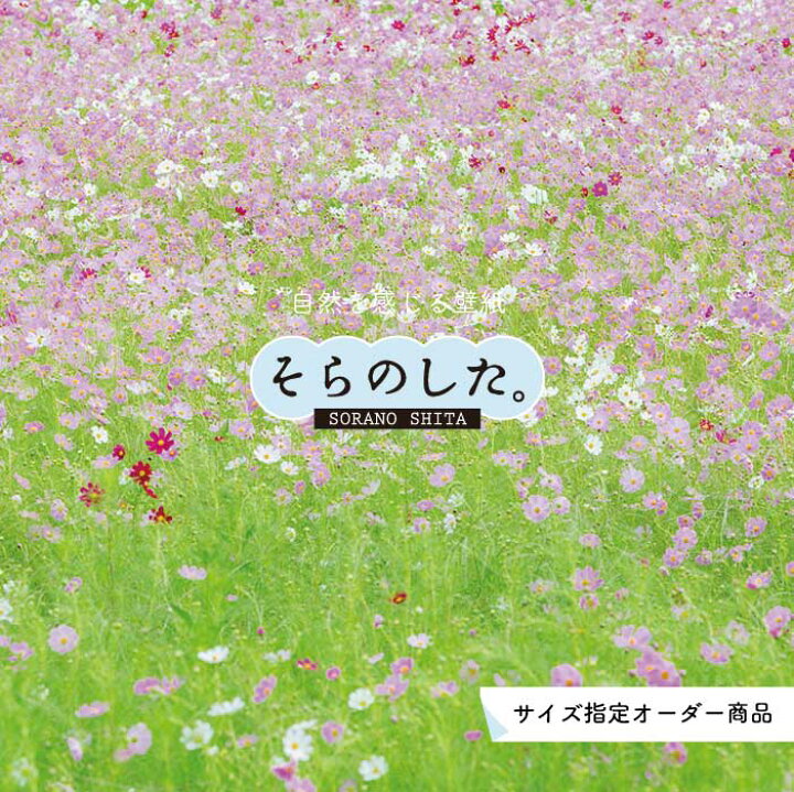 楽天市場 オーダー壁紙 壁紙 写真 花 植物 コスモス おしゃれ ボタニカル 貼りやすい 自然 防カビ 日本製 国産 リメイク 模様替え 店 天井 部屋 寝室 キッチン リビング トイレ 風景 景色 かべがみはるこ そらのした かべがみはるこの壁紙工場