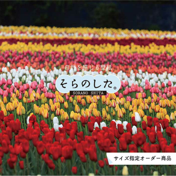 楽天市場 オーダー壁紙 壁紙 写真 花 植物 チューリップ おしゃれ ボタニカル カラフル 貼りやすい 自然 防カビ 日本製 国産 リメイク 模様替え 店 天井 部屋 寝室 キッチン リビング トイレ 風景 景色 かべがみはるこ そらのした かべがみはるこの壁紙工場