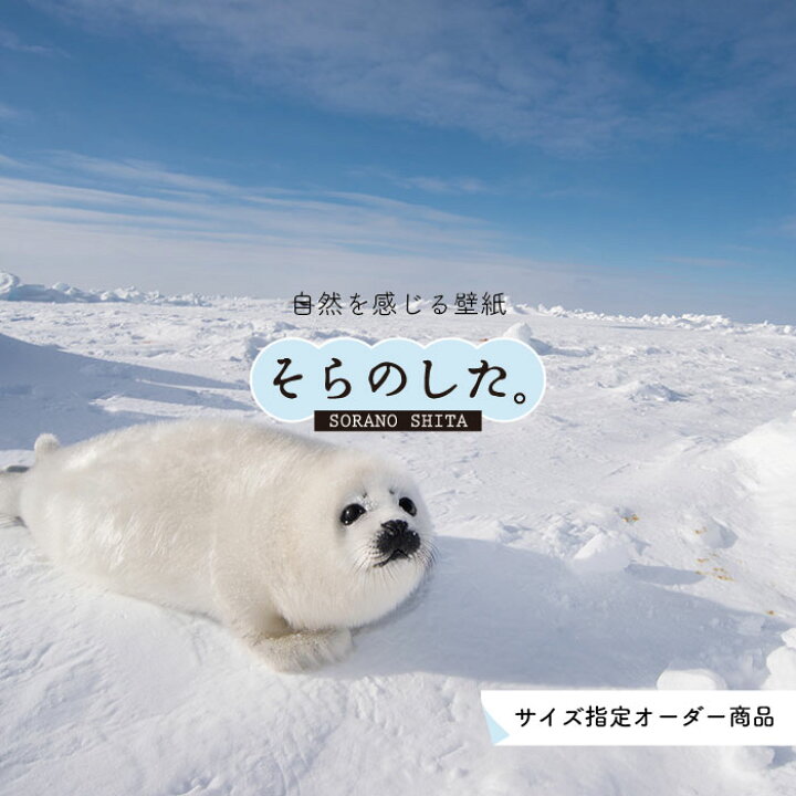 楽天市場 オーダー壁紙 壁紙 動物 アザラシ 写真 おしゃれ 貼りやすい デザイン 国産 日本製 リメイク 模様替え 店 天井 部屋 寝室 キッチン リビング トイレ 風景 景色 かべがみはるこ そらのした かべがみはるこの壁紙工場
