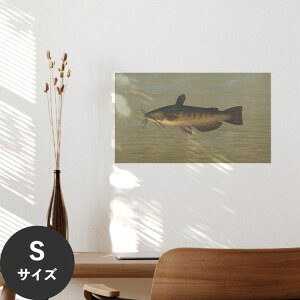 �y�S�i�ΏۃN�[�|���z�z���z �������ŉ��x���\���͂����� �A�[�g�|�X�^�[ ����OK �̂�t�� Hattan Art Poster �n�b�^���A�[�g�|�X�^�[ The Common Bullhead or Horned Pout, Amiurus nebulosus. / HP-00101 S�T�C�Y(