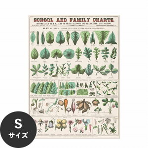 ySiΏۃN[|zzz ŉx\͂ A[g|X^[ OK ̂t Hattan Art Poster nb^A[g|X^[ School and family charts, No. XIX. Botanical / HP-00199 STCY(34cm×45cm