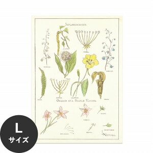 【全品対象クーポン配布中】 水だけで何度も貼れるはがせる アートポスター 賃貸OK のり付き Hattan Art Poster ハッタンアートポスター Portfolio, Historic Ornament Pl 37 / HP-00257 Lサイズ(64cm×90cm) 砂壁