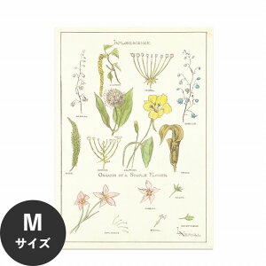 【全品対象クーポン配布中】 水だけで何度も貼れるはがせる アートポスター 賃貸OK のり付き Hattan Art Poster ハッタンアートポスター Portfolio, Historic Ornament Pl 37 / HP-00257 Mサイズ(45cm×64cm) 砂壁