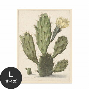 �y�ő�25���N�[�|���z�z���z �������ŉ��x���\���͂����� �A�[�g�|�X�^�[ ����OK �̂�t�� Hattan Art Poster �n�b�^���A�[�g�|�X�^�[ Bloeiende vijgcactus / HP-00258 L�T�C�Y(67cm×90cm) ���� �� �\��� 