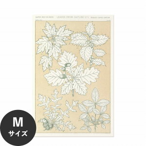 ySiΏۃN[|zzz ŉx\͂ A[g|X^[ OK ̂t Hattan Art Poster nb^A[g|X^[ Leaves from Nature No.5 / HP-00261 MTCY(45cm×67cm)   \