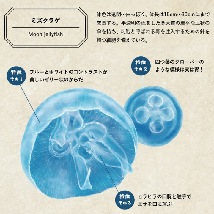 楽天市場 透ける クラゲ ウィンドウステッカー くらげ ミズクラゲ Jellyfish 水族館 壁紙屋本舗 壁紙屋本舗 カベガミヤホンポ