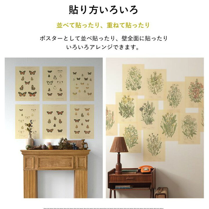 楽天市場 はがせる アートポスター 壁紙 6枚 約32cm 45cm アンティーク図鑑 韓国インテリア Hattan Art Poster Encyclopaedia ハッタン アートポスター エンサイクロペディア 壁紙屋本舗 壁紙屋本舗 カベガミヤホンポ