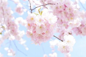 楽天市場 桜 壁飾りの通販