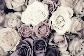 楽天市場 パープル 紫 薔薇 壁紙 装飾フィルム インテリア 寝具 収納 の通販
