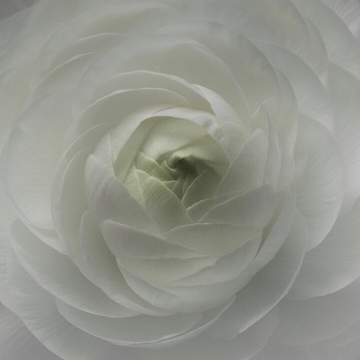 楽天市場 アートパネル 10cm単位でサイズオーダーできる 絵画 壁掛け インテリア 壁飾り キャンバス アート ウォール ラナンキュラス 白 ホワイト 花 166 壁紙屋本舗 カベガミヤホンポ