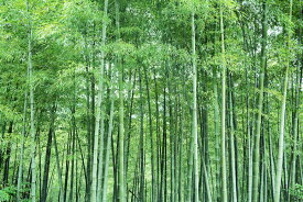楽天市場 アート パネル 竹の通販 楽天市場 アート パネル 竹の通販