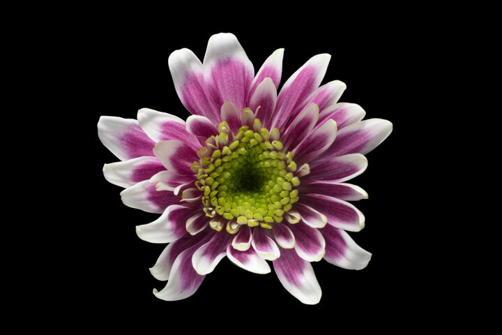 楽天市場 アートパネル 10cm単位でサイズオーダーできる 絵画 壁掛け インテリア 壁飾り キャンバス アート ウォール 花 紫 パープル 黒 ブラック 176 壁紙屋本舗 カベガミヤホンポ