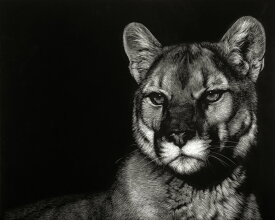 楽天市場 ピューマ 動物の通販