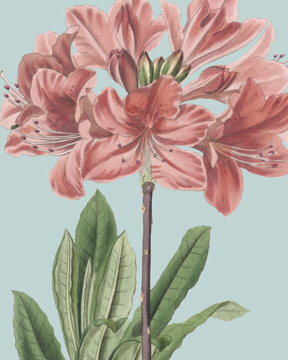 楽天市場 アートパネル 10cm単位でサイズオーダーできる 絵画 壁掛け インテリア 壁飾り キャンバス アート ウォール 花 イラスト 赤 レッド 324 壁紙屋本舗 カベガミヤホンポ