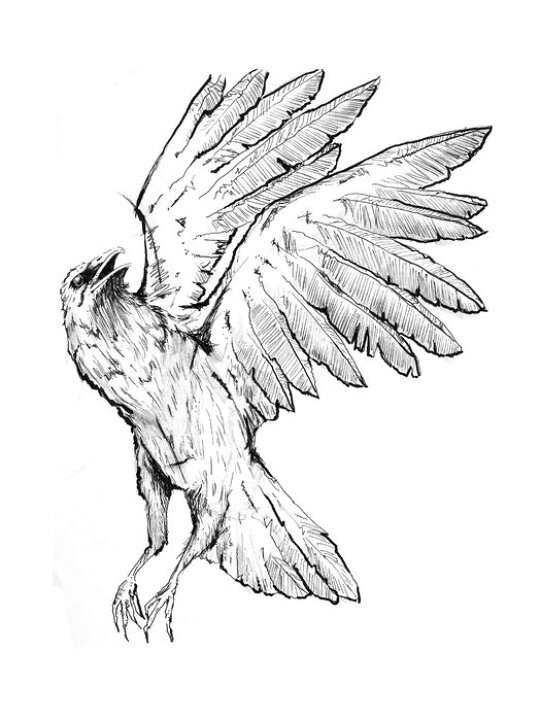 楽天市場 アートパネル 10cm単位でサイズオーダーできる 絵画 壁掛け インテリア 壁飾り キャンバス アート ウォール カラス 鳥 イラスト 壁紙屋本舗 カベガミヤホンポ