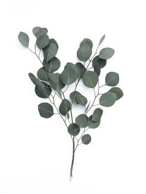 楽天市場 壁紙屋本舗 ユーカリの通販