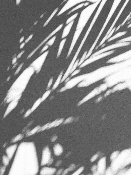 楽天市場 アートパネル 10cm単位でサイズオーダーできる 絵画 壁掛け インテリア 壁飾り キャンバス アート ウォール 葉 シルエット ボタニカル トロピカル 黒 ブラック モノクロ モノトーン 壁紙屋本舗 カベガミヤホンポ