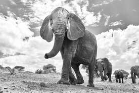 楽天市場 象 モノクロの通販