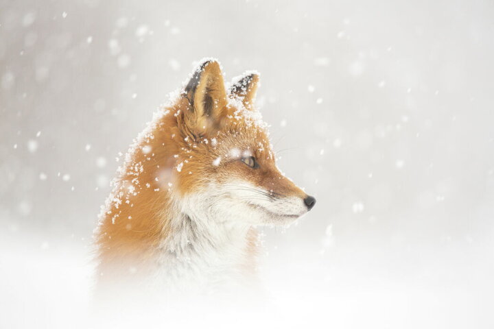 楽天市場 アートパネル 10cm単位でサイズオーダーできる 絵画 壁掛け インテリア 壁飾り キャンバス アート ウォール 狐 キツネ 動物 雪 白 ホワイト 壁紙屋本舗 カベガミヤホンポ 楽天市場 アートパネル 10cm単位でサイズオーダーできる 絵画 壁掛け インテリア 壁飾り キャンバス アート ウォール 狐 キツネ 動物 雪 白 ホワイト 壁紙屋本舗 カベガミヤホンポ