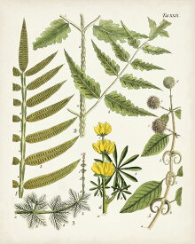 楽天市場 花 図鑑 イラストの通販