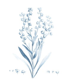 楽天市場 花 図鑑 イラストの通販