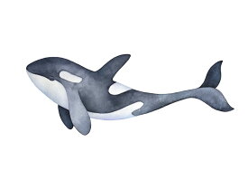 楽天市場 シャチ 壁紙 装飾フィルム インテリア 寝具 収納 の通販