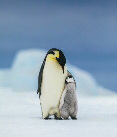楽天市場 エンペラー ペンギンの通販