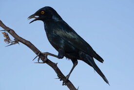 楽天市場 インテリア カラスの通販