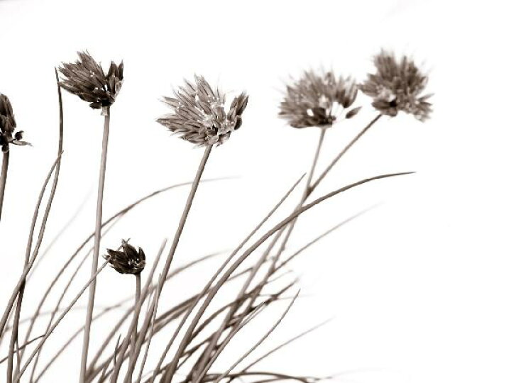 楽天市場 自然 花 フラワー フローラルの壁紙 輸入 カスタム壁紙 Photowall Lovely Flowers Sepia E6292 貼ってはがせるフリース壁紙 不織布 海外取り寄せのため1カ月程度でお届け 代引き 後払い不可 壁紙屋本舗 カベガミヤホンポ 楽天市場 自然 花 フラワー フローラルの壁紙 輸入 カスタム壁紙 Photowall Lovely Flowers Sepia E6292 貼ってはがせるフリース壁紙 不織布 海外取り寄せのため1カ月程度でお届け 代引き 後払い不可 壁紙屋本舗 カベガミヤホンポ