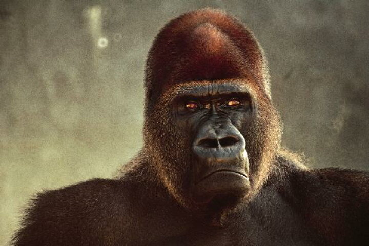 楽天市場 動物 アニマル 猿 サル さるの壁紙 輸入 カスタム壁紙 Photowall Mighty Gorilla E6393 貼ってはがせるフリース壁紙 不織布 海外取り寄せのため1カ月程度でお届け 代引き 後払い不可 壁紙屋本舗 カベガミヤホンポ