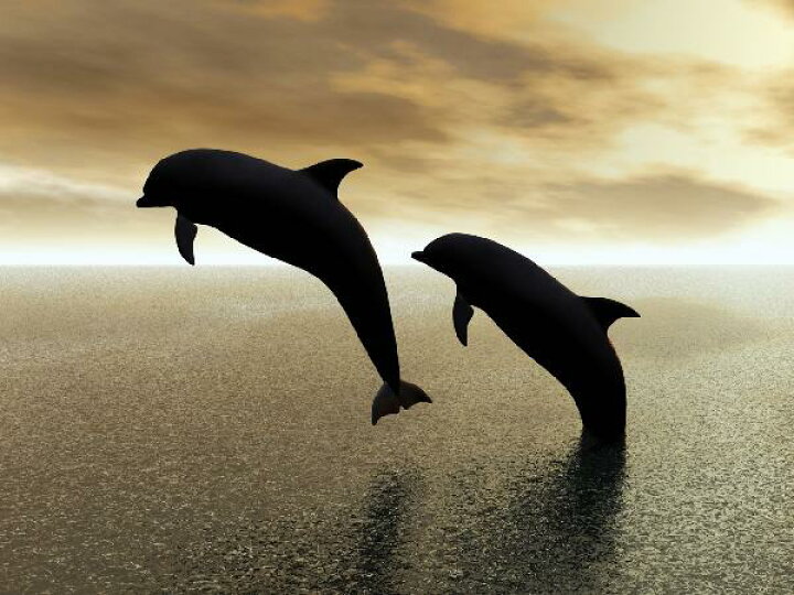 楽天市場 動物 アニマル イルカの壁紙 輸入 カスタム壁紙 Photowall Dolphin Silhouettes E 貼ってはがせるフリース壁紙 不織布 海外取り寄せのため1カ月程度でお届け 代引き 後払い不可 壁紙屋本舗 カベガミヤホンポ 楽天市場 動物 アニマル イルカの壁紙 輸入 カスタム壁紙 Photowall Dolphin Silhouettes E 貼ってはがせるフリース壁紙 不織布 海外取り寄せのため1カ月程度でお届け 代引き 後払い不可 壁紙屋本舗 カベガミヤホンポ