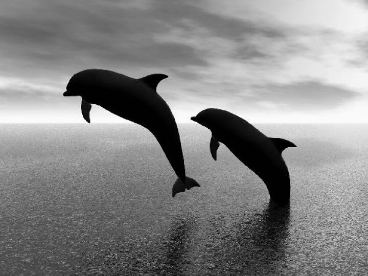 楽天市場 動物 アニマル イルカの壁紙 輸入 カスタム壁紙 Photowall Dolphin Silhouettes B W E 貼ってはがせるフリース壁紙 不織布 海外取り寄せのため1カ月程度でお届け 代引き 後払い不可 壁紙 屋本舗 カベガミヤホンポ 楽天市場 動物 アニマル イルカの壁紙 輸入 カスタム壁紙 Photowall Dolphin Silhouettes B W E 貼ってはがせるフリース壁紙 不織布 海外取り寄せのため1カ月程度でお届け 代引き 後払い不可 壁紙 屋本舗 カベガミヤホンポ