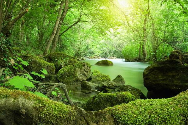 楽天市場 自然 森の壁紙 輸入 カスタム壁紙 Photowall River In The Forest E 貼ってはがせるフリース 壁紙 不織布 海外取り寄せのため1カ月程度でお届け 代引き 後払い不可 壁紙屋本舗 カベガミヤホンポ
