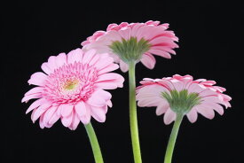 楽天市場 ガーベラ 壁紙 壁紙 装飾フィルム インテリア 寝具 収納の通販